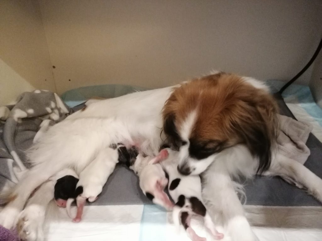 Unsere Abby mit ihren ersten Welpen (sind mittlerweile über 1 Jahr alt)